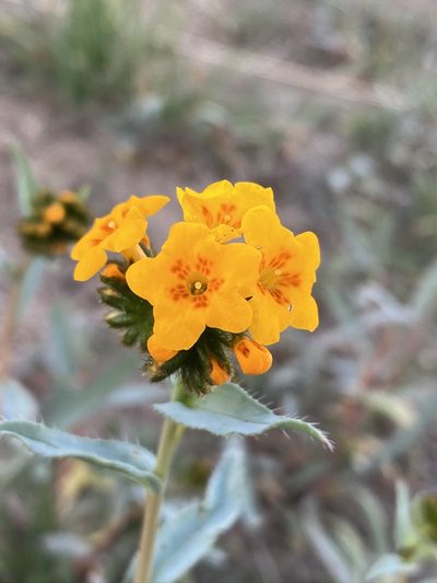 Amsinckia vernicosa, photographed by Matt Berger