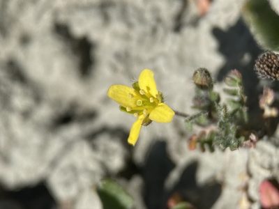 Tropidocarpum gracile, photographed by Matt Berger