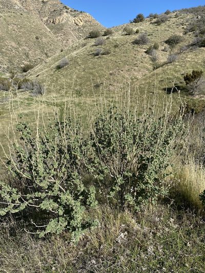 Malacothamnus aboriginum, photographed by Matt Berger