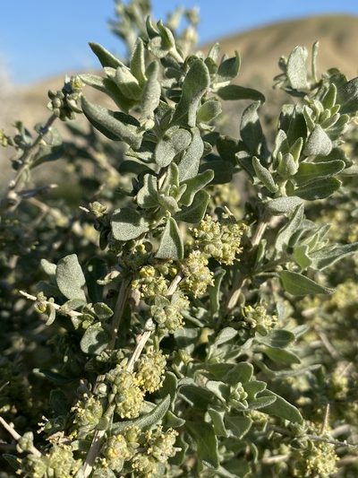 Atriplex spinifera, photographed by Matt Berger