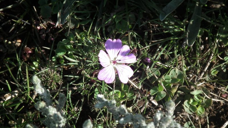 Geranium multisectum, photographed by Shaun Swanepoel