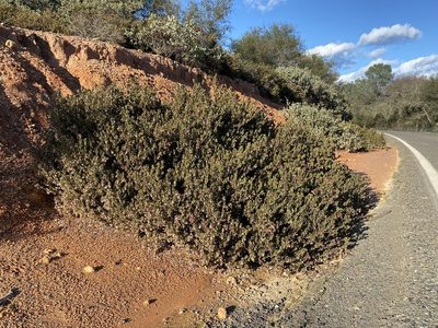 Arctostaphylos myrtifolia, photographed by Matt Berger