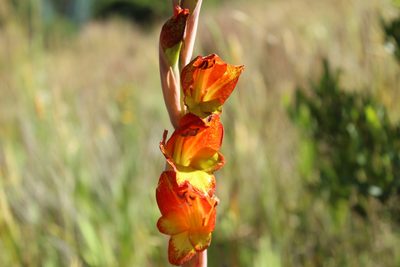 Gladiolus dalenii, photographed by Andrés Ramírez-Barrera