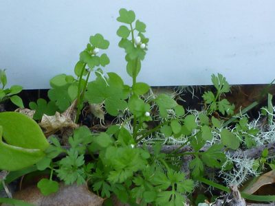 Cardamine oligosperma, photographed by lotusmorning