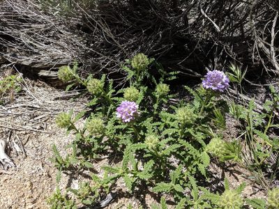 Nama rothrockii, photographed by Alaina Krakowiak