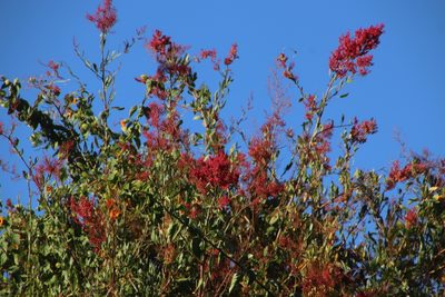 Rumex usambarensis, photographed by Tony Rebelo