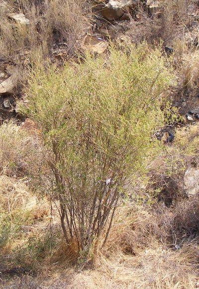 Psoralea arborescens, photographed by Charles Stirton