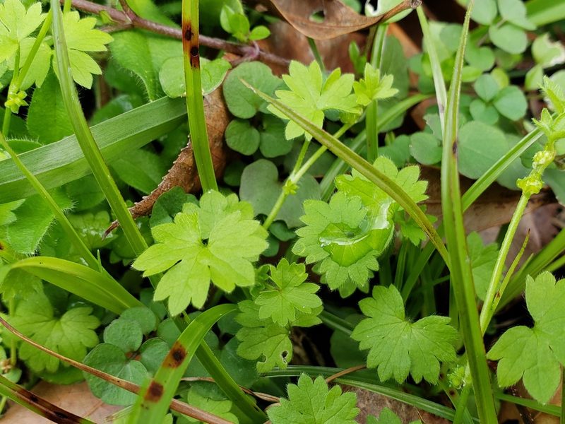 Ranunculus platensis, photographed by Tyler Bishop