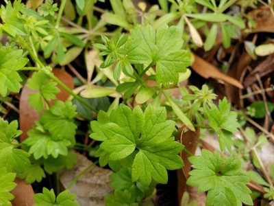 Ranunculus platensis, photographed by Tyler Bishop