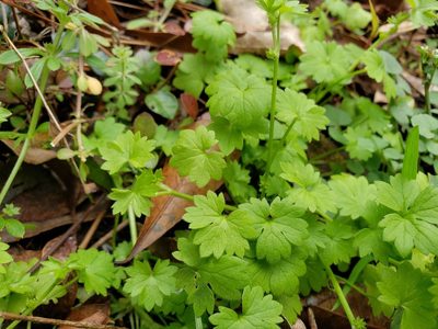 Ranunculus platensis, photographed by Tyler Bishop