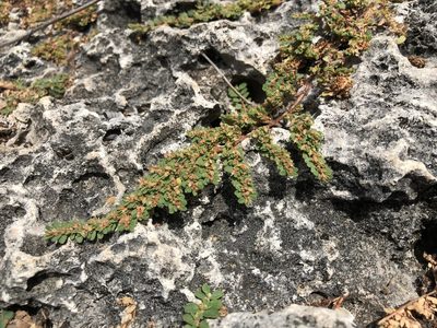 Euphorbia pergamena, photographed by Keith Seifert
