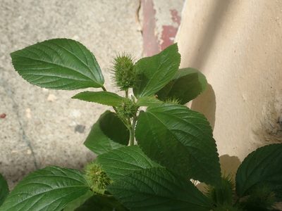 Acalypha alopecuroidea, photographed by Daniel Cahen