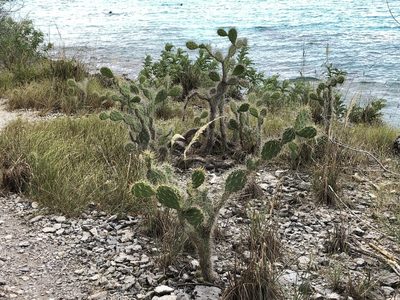 Opuntia caracassana, photographed by Keith Seifert