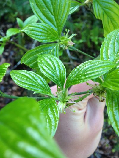 Cornus sessilis, photographed by Jon Lee