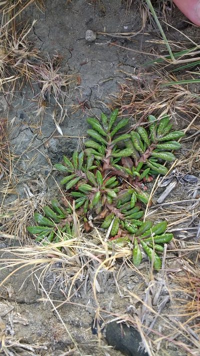 Eriachaenium magellanicum, photographed by Tabaré Barreto
