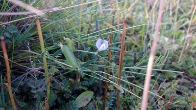 Vicia magellanica, photographed by Tabaré Barreto