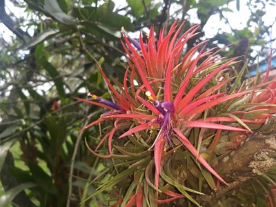 Tillandsia ionantha, photographed by Victor De la Cruz