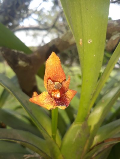 Maxillaria elatior, photographed by Victor De la Cruz