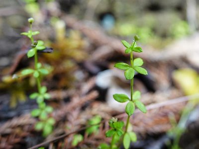 Galium propinquum, photographed by Jacqui Geux
