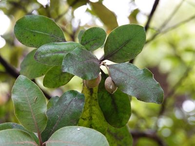 Pittosporum ellipticum, photographed by Jacqui Geux