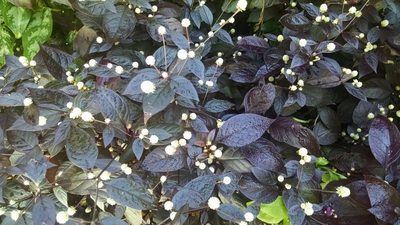 Alternanthera brasiliana, photographed by MikeH