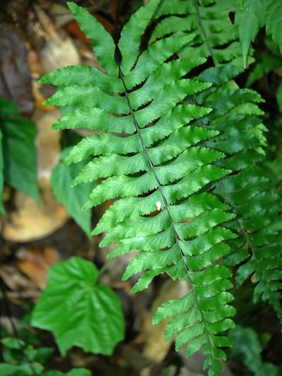 Hymenasplenium excisum, photographed by Jacy Chen