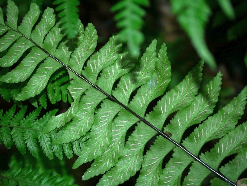 Hymenasplenium excisum, photographed by Jacy Chen