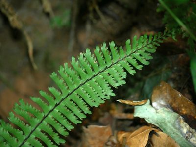 Hymenasplenium cheilosorum, photographed by Jacy Chen