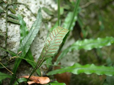 Leptochilus wrightii, photographed by Jacy Chen