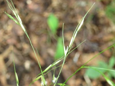 Achnatherum pekinense