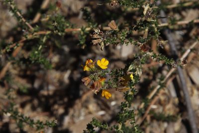 Aspalathus divaricata, photographed by Tony Rebelo