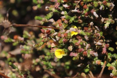 Aspalathus cymbiformis, photographed by Tony Rebelo