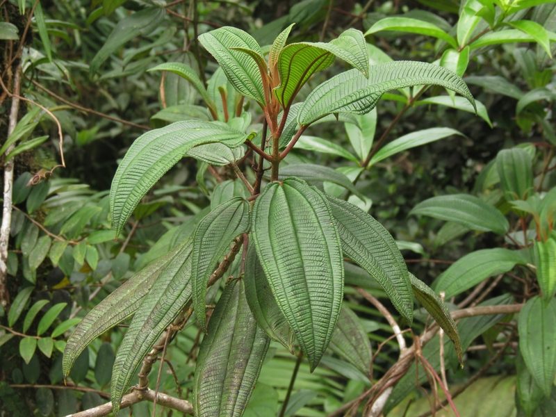 Miconia sintenisii, photographed by Annika Lindqvist
