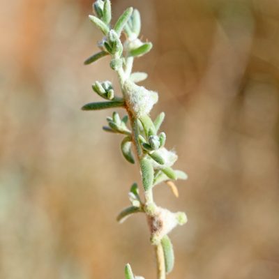 Dissocarpus biflorus, photographed by Kym Nicolson