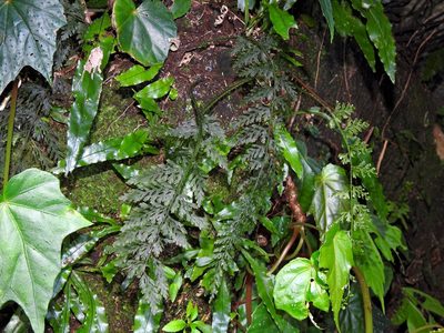 Vandenboschia striata, photographed by Jacy Chen