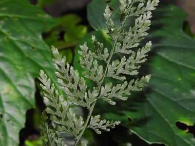Vandenboschia striata, photographed by Jacy Chen