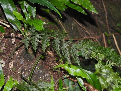 Vandenboschia striata, photographed by Jacy Chen