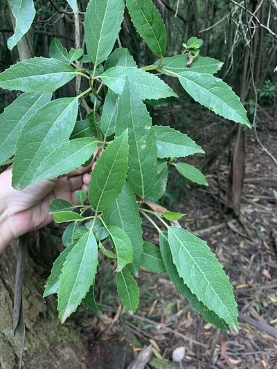 Hedycarya angustifolia, photographed by 呂一起(Lyu yi-chi)