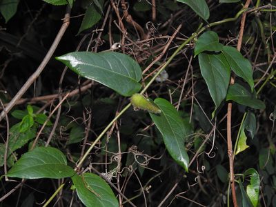 Marsdenia tinctoria, photographed by Jacy Chen