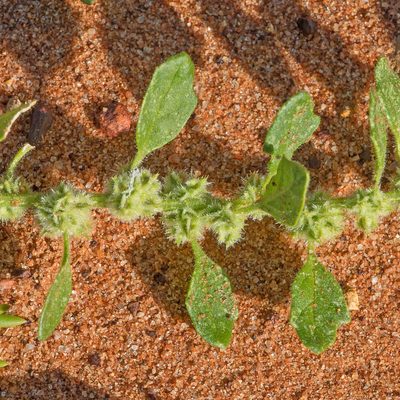 Dysphania cristata, photographed by Kym Nicolson