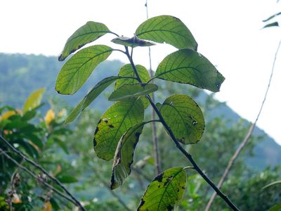 Ehretia dicksonii, photographed by Jacy Chen