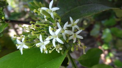 Olax imbricata, photographed by Siddarth Machado