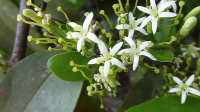 Olax imbricata, photographed by Siddarth Machado