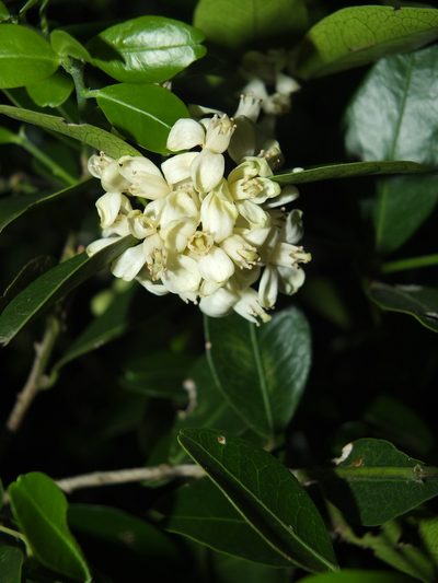 Atalantia monophylla, photographed by Siddarth Machado