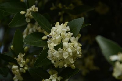 Atalantia monophylla, photographed by Siddarth Machado