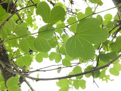 Bauhinia racemosa, photographed by Siddarth Machado