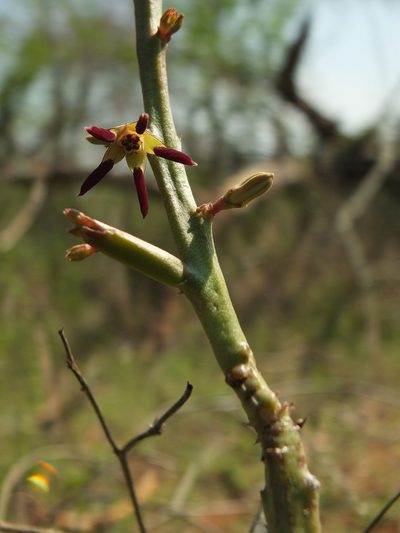 Caralluma adscendens, photographed by Siddarth Machado