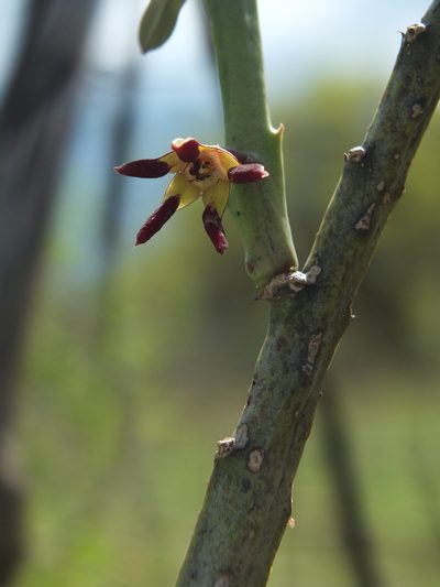 Caralluma adscendens, photographed by Siddarth Machado
