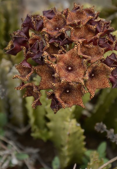Boucerosia umbellata, photographed by Siddarth Machado