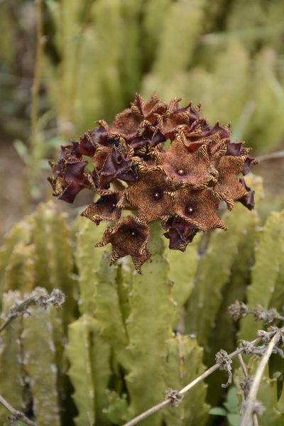 Boucerosia umbellata, photographed by Siddarth Machado